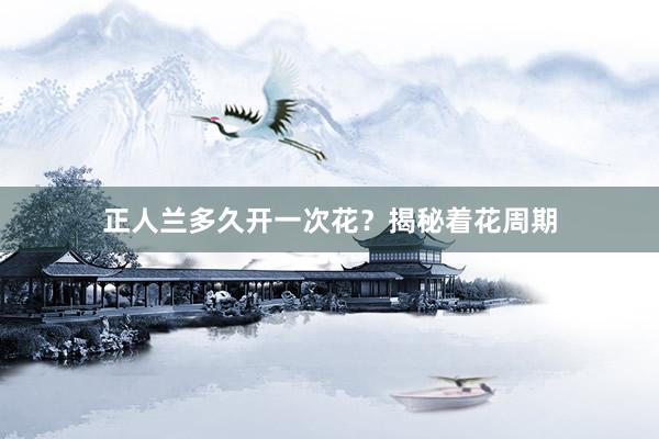 正人兰多久开一次花？揭秘着花周期